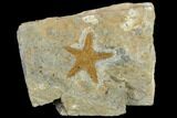 Ordovician Starfish (Petraster?) Fossil - Morocco #118039-1